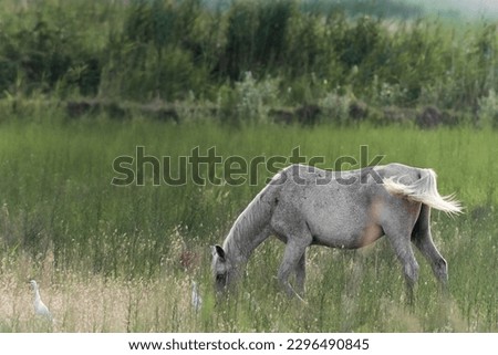 White Camargue Horses  in Parc Regional de Camargue - Provence, France Royalty-Free Stock Photo #2296490845