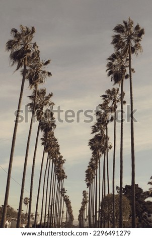 Iconic LA Palm Trees California