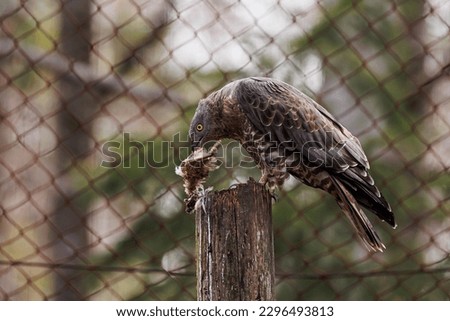 female common buzzard (Buteo buteo) caught a small bird