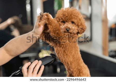 Woman trimming toy poodle with electric razor in grooming salon.  Royalty-Free Stock Photo #2296496643
