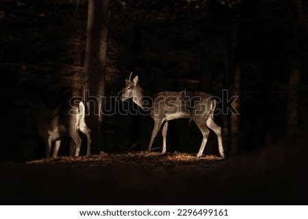 Fallow deer during rutting time. Spotted deer in the forest. European nature. 