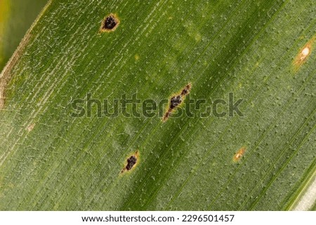 Corn tar spot fungus on leaf of cornstalk. Cornfield disease, farming and agriculture concept. Royalty-Free Stock Photo #2296501457