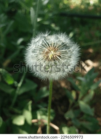 A close picture of A dandelion flower head composed of numerous small florets (top). 