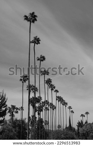 Palm Trees in Los Angeles, California, Palm Tree Lined Street Photo