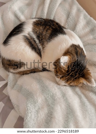 Cat sleeping on bed with blanket.