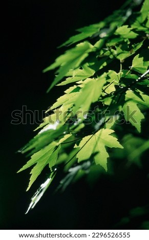 Norway Maple leaves, Germany (Acer platanoides) Royalty-Free Stock Photo #2296526555