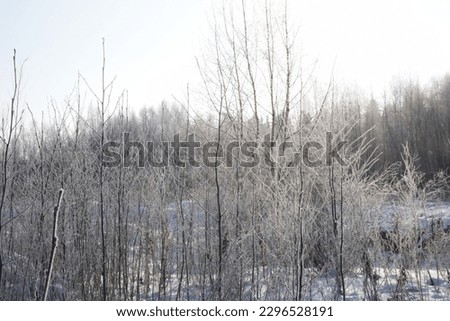Snow on trees in winter in Finland is a common sight and a stunning natural phenomenon. 