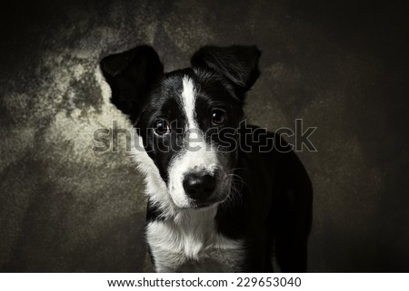 Puppy border collie portrait smooth coated looking in front