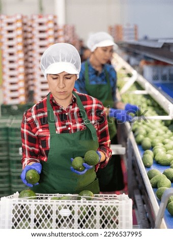 Skilled Hispanic female worker of fruit processing factory checking fresh ripe avocados on conveyor belt of sorting production line and packing into boxes..