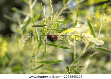 The Picture of Scymniae Insects with green leaves background.