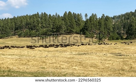 herd of buffalo in the yellow fields of Custer State Park Royalty-Free Stock Photo #2296560325