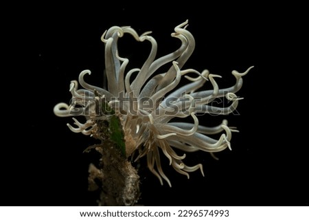 White Sea Anemone on a black background Royalty-Free Stock Photo #2296574993