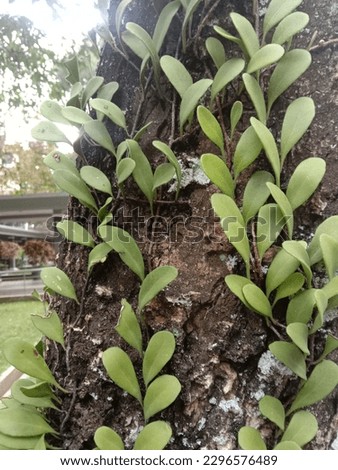 Dragon scale parasite (Pyrrosia piloselloides) plant vines on trees