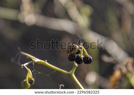 The Picture of Henosepilachna Vigintioctopunctata insects try to camouflage with the fruit.