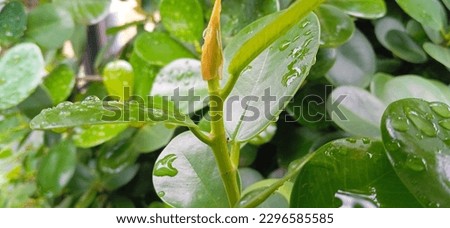 Green leaf Chinese fig microcarpa panda background