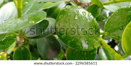 Green leaf Chinese fig microcarpa panda background