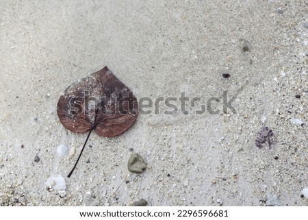 dry leaves lying on the surface of the beach sand. negatife space, good for background or for powerpoint presentations, typography, websites, smartphone wallpaper