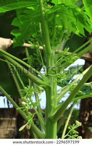 a picture of a flowering papaya tree with dense leaves