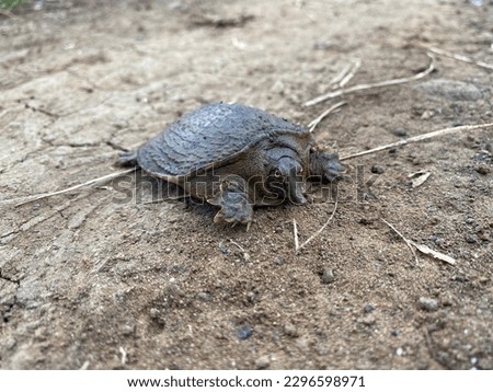 Asiatic softshell turtle with sharp eyes Royalty-Free Stock Photo #2296598971