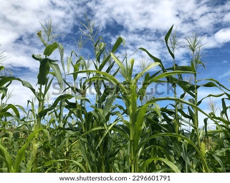 A picture of a corn plant on a sunny day in a corn field