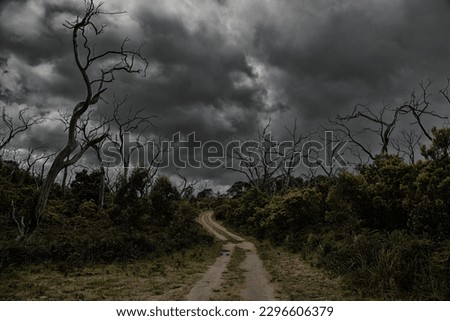 Gravel road surround by dead eucalyptus trees in Great Otway National Park in Australia Royalty-Free Stock Photo #2296606379