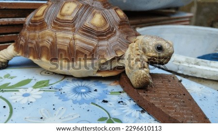 beautiful baby sulcata tortoise photo
