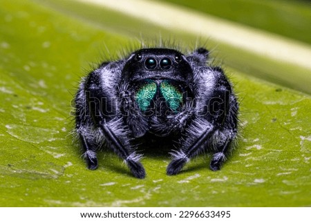 Jumping Spider on the Leaf