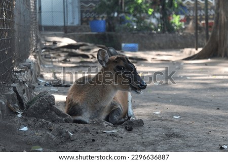 Photo of a deer resting