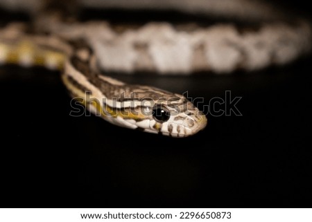 Corn Snake (Anerythristic) isolated on black background.