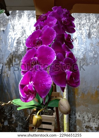 Red Moon Orchid or Doritaenopsis