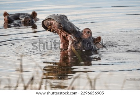 Hippopotamus in water at sunset in the Pilanesberg park, South Africa.