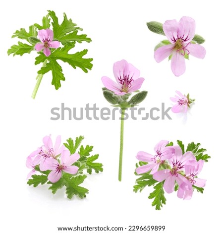 pink flowers of rose geranium isolated on a white background Royalty-Free Stock Photo #2296659899