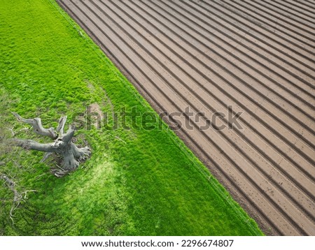 Abstract drone view of a freshly ploughed arable field seen adjacent to a large dead free, caused by a lightning strike.