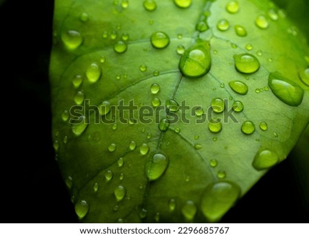 raindrops on fresh green leaves on a black background. Macro shot of water droplets on leaves. Waterdrop on green leaf after a rain. Royalty-Free Stock Photo #2296685767
