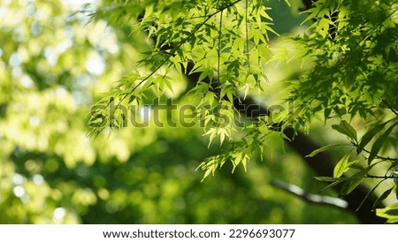 The fresh new leaves full of the maple trees in spring Royalty-Free Stock Photo #2296693077