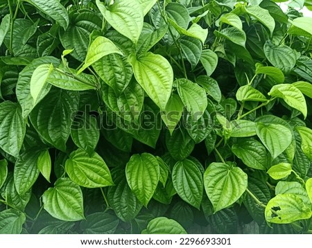 green plant (Indonesian elephant betel leaf) Royalty-Free Stock Photo #2296693301