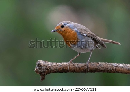 Robin (Erithacus rubecula) in the forest of Brabant Brabant in the Netherlands.                                                                                                         