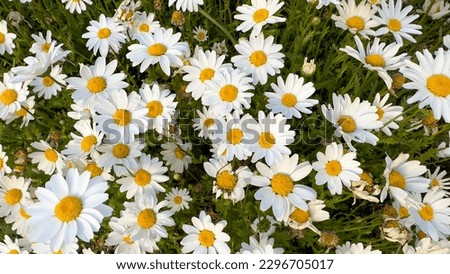 Daisy. Field of camomiles at sunny day at nature. Chamomile flowers field wide background in sun light. Close up