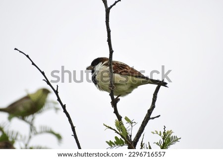 Sparrow on the tree,Sparrow bird perched sitting on tree rose branch. Male house sparrow songbird (Passer domesticus) sitting and singing on rose tree branch amidst green background close up photo.
