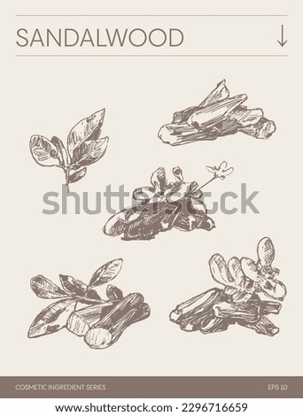 Hand drawn vector sketch of Sandalwood, botanical illustration Royalty-Free Stock Photo #2296716659