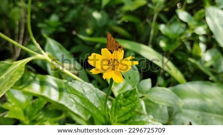 Photo of a butterfly perched on a flower