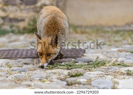 Wild fox looking for food in a city area. Belo disheveled and curious moves through the streets. Royalty-Free Stock Photo #2296729203