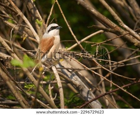 Red backed shrike (Lanius Collurio) perched on a twig in a grass field