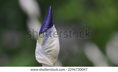 Captivating Colors and Delicate Beauty: A Photo Gallery of Dutch Irises. Bud and flower. Spring shots