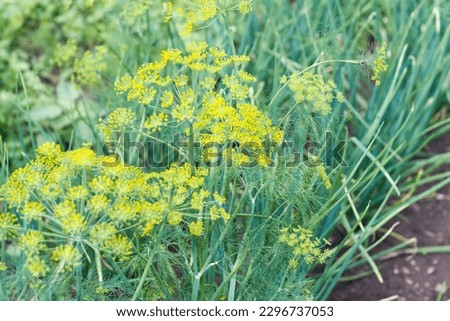 Green Onions and dill. Organic greens grown in the garden on the bed. Healthy food. Close up Royalty-Free Stock Photo #2296737053