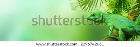 Green Lizard sitting on a tree branch surrounded by tropical leaves. Banner.