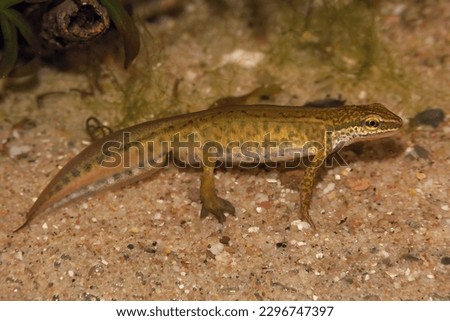 Detailed closeup on an aquatic male European Common palmate newt Lissotriton helveticus in breeding colors