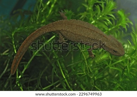 Closeup on a gravid female Hong Kong Warty newt, Paramesotriton hongkongensis in an aquarium in the pet-trade