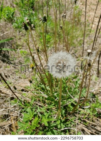 An enlarged picture of a dandelion blooming and becoming a dandelion seed