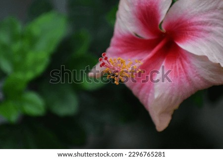 Yellow and Pink hibiscus flower blooming on green nature background,Hibiscus rosa-sinensis,Hibiscus flower at beautiful in the nature,Thailand.selective focus.